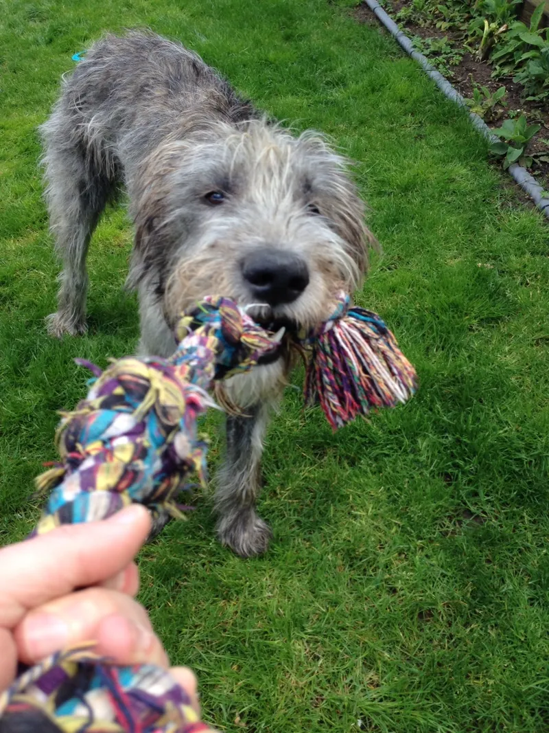 Irish Wolfhound playing tug of war in the garden