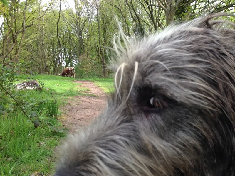 Irish Wolfhound on a woodland walk