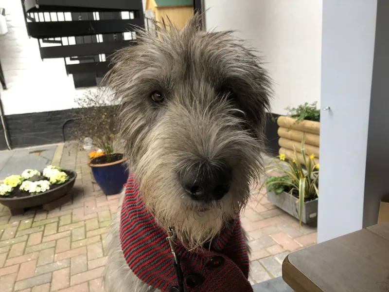 Irish Wolfhound wearing a scarf