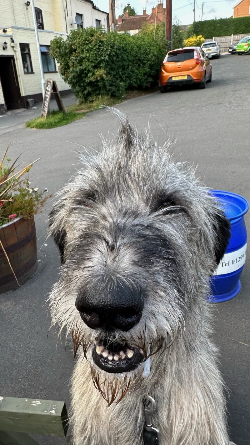 Irish Wolfhound grinning outside a pub