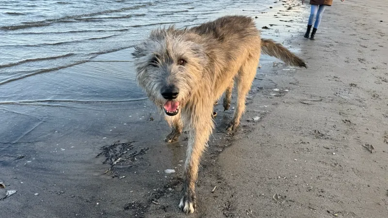 Irish Wolfhound on the beach
