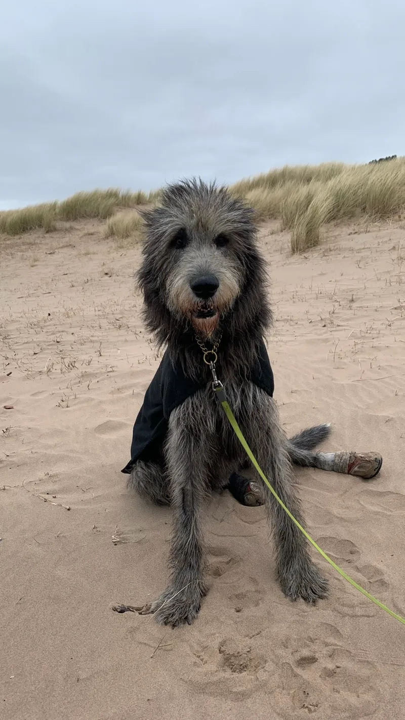 Irish Wolfhound sitting on sand dunes