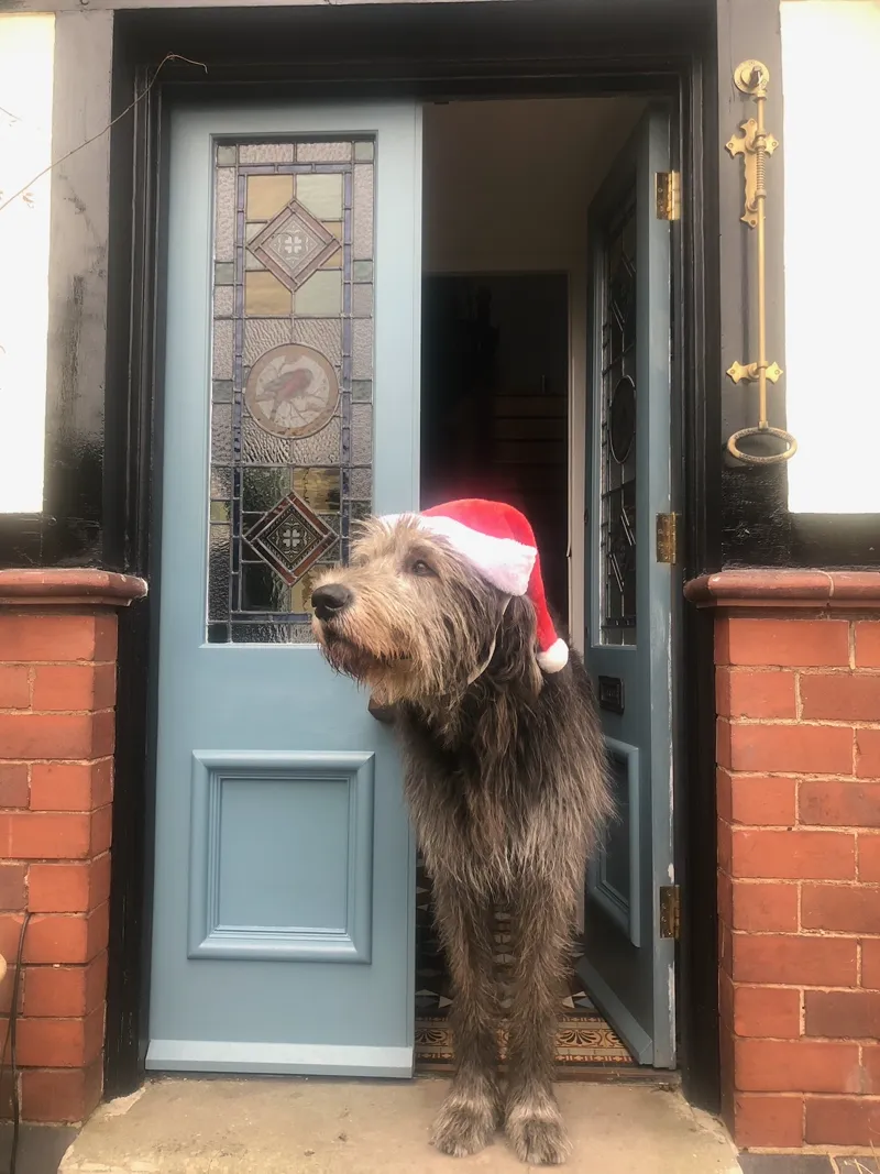 Irish Wolfhound in a Santa hat at the front door