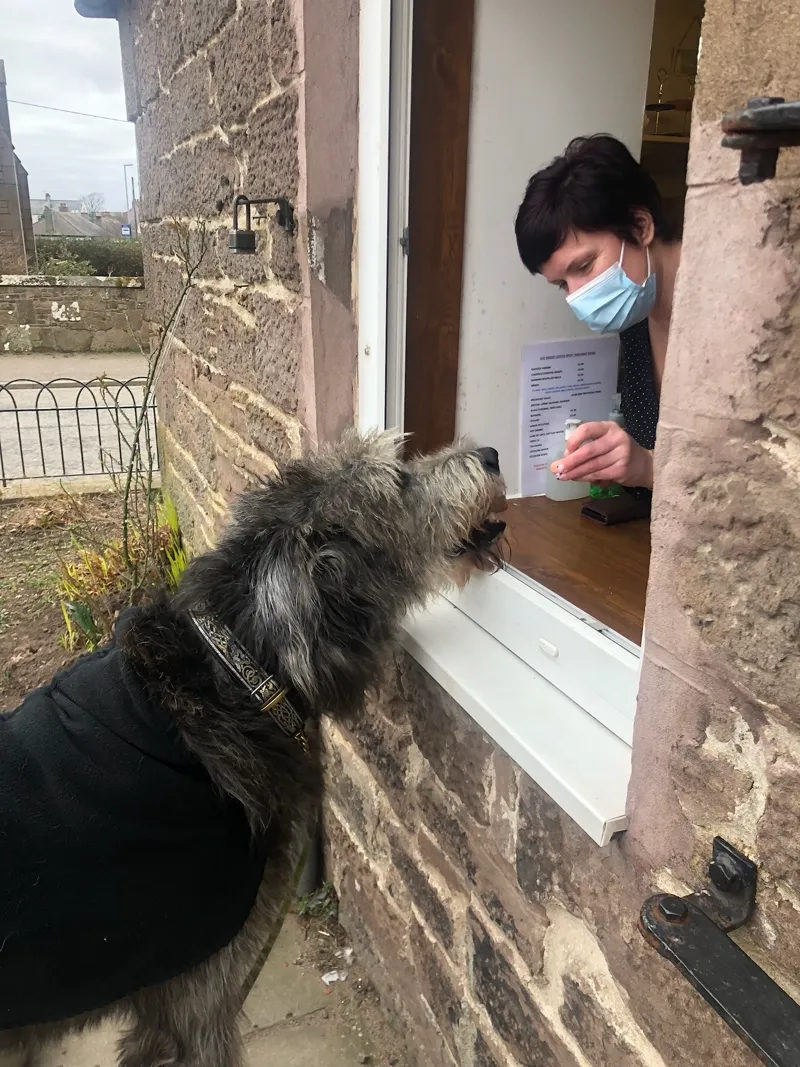 Irish Wolfhound ordering at a pub window