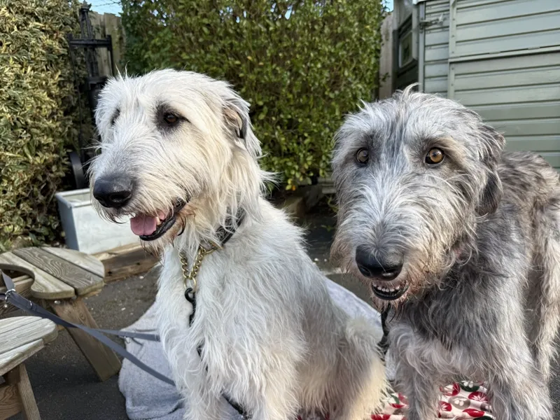 Two Irish Wolfhounds at the pub