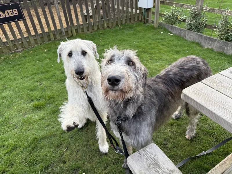 Two Irish Wolfhounds in a pub garden